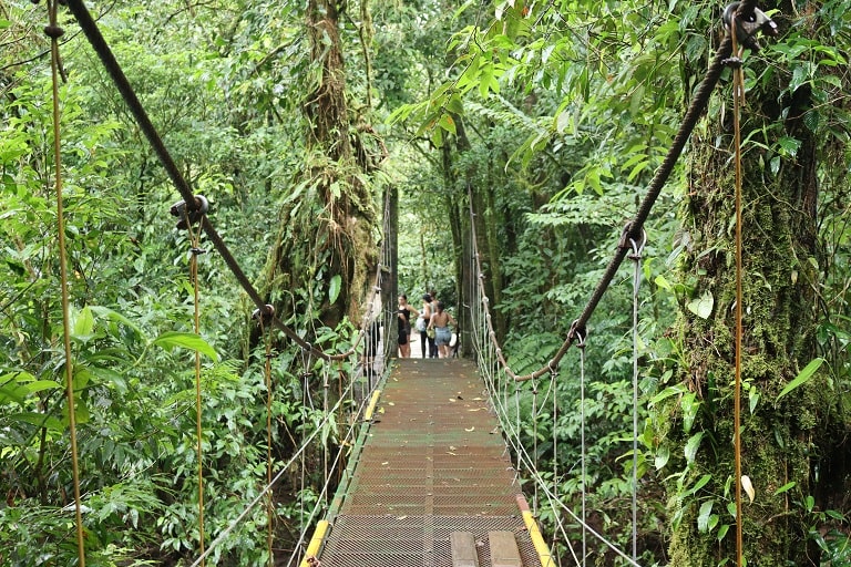 Fresh green rainforest, summer time, National park of Costa Rica